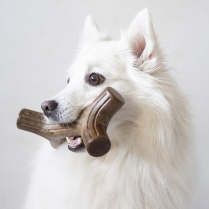 Gryzak dla psa Benebone Stick Bekon