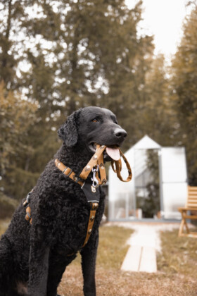 Obroża dla psa Sea to Summit