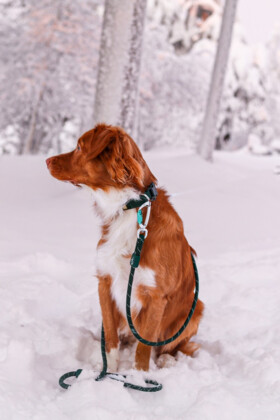 Obroża dla psa zielona Evergreen