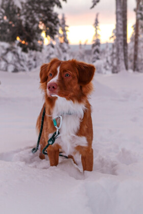 Obroża dla psa zielona Evergreen