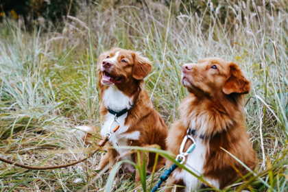 Obroża dla psa fioletowa Juicy Plum
