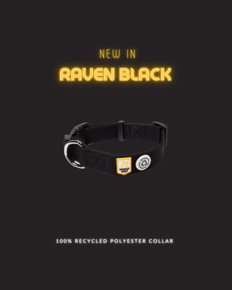 Obroża dla psa czarna Raven Black