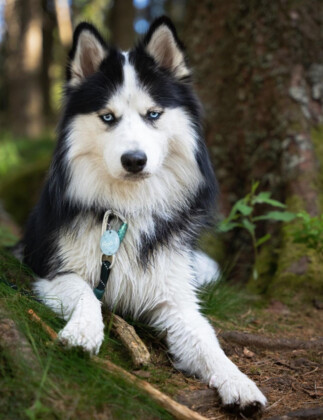 Obroża dla psa czarna Raven Black